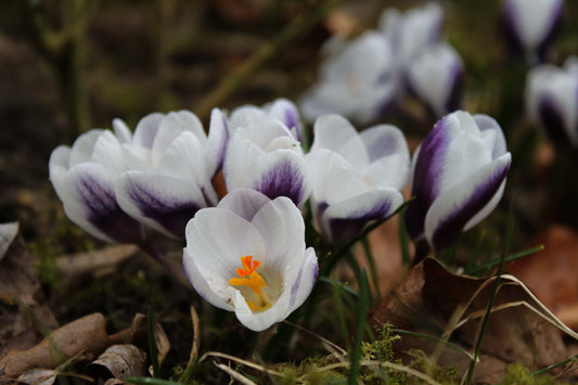 Weijers Crocus chrysanthus 'Prins Claus' – Kleiner Krokus: reinweiße Blüten mit violetten Flecken und orangefarbenen Staubfäden, ideal zum Einpflanzen im Garten, auf dem Rasen oder zwischen Moos und Laub.