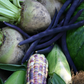 Ein Haufen weißer Rüben, violetter Bohnen, bunter Maiskolben und Blattgemüse, geerntet während des Workshops Gemüseanbau auf dem Hochbeet der Königlichen Gartenakademie am So., 23.2.2027 | 10.00 – 12.00 Uhr.