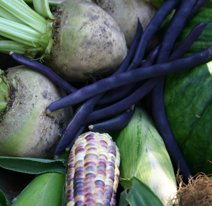 Ein Haufen weißer Rüben, violetter Bohnen, bunter Maiskolben und Blattgemüse, geerntet während des Workshops Gemüseanbau auf dem Hochbeet der Königlichen Gartenakademie am So., 23.2.2027 | 10.00 – 12.00 Uhr.