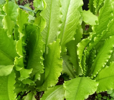 Nahaufnahme von leuchtend grünen, gekräuselten Salatblättern, die in Erde wachsen, zu sehen am Sa., 13.2.2027 | 10.00 – 12.00 Uhr WORKSHOP Frisches Gemüse das ganze Jahr – NEU an der Königlichen Gartenakademie.