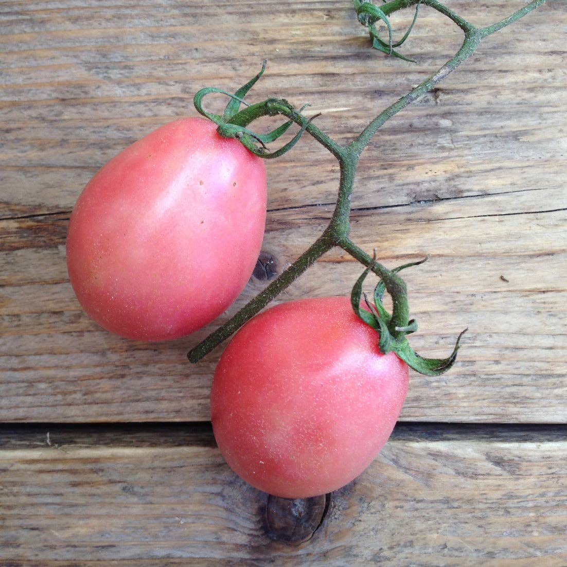Zwei rosarote, ovale Tomaten-Thai-rosa Ei von Piccolo Seeds sind an einer grünen Ranke auf einer rustikalen Holzfläche befestigt und zeigen den einzigartigen Charme südostasiatischer Tomaten.
