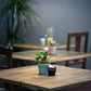Eine kleine Topfpflanze und eine Costa Nova Grespresso Espressotasse Aqua aus Steingut und Keramik 9 cl stehen auf einem Holztisch in einem gemütlichen Café, mit verschwommenen Tischen, Stühlen und weiteren Pflanzen im Hintergrund.