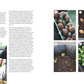Tipps für Gartenanfänger bietet eine Seite aus „Homefarming“ des Gräfe & Unzer Verlags. Links ist ein Text zu sehen, rechts fünf Bilder: Kartoffeln keimen lassen, pflanzen, Triebe austreiben, ausgewachsene Pflanzen und Erde in einen Pflanzkübel geben.