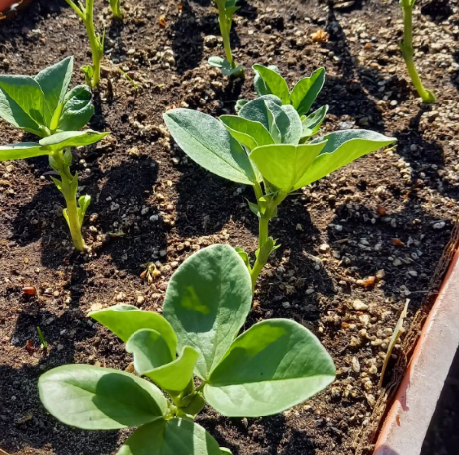 Kleine grüne Gemüsesprossen, die in Reihen in einem Beet wachsen, für den 13.2.2027 | 10.00 – 12.00 Uhr WORKSHOP Frisches Gemüse das ganze Jahr NEU an der Königlichen Gartenakademie.