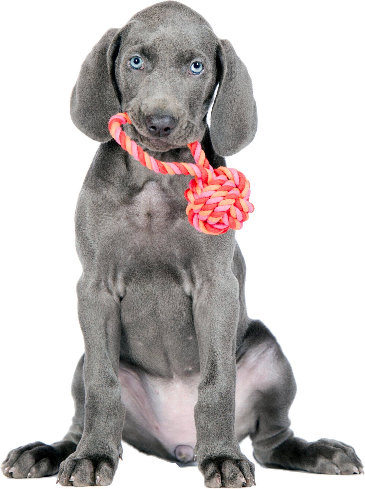 Ein grauer Welpe mit blauen Augen sitzt mit dem Blick nach vorne und hält einen LABONI | Hundespielzeug mini Schleuderball im Maul - perfekt für die Zahnpflege für Hunde - vor einem weißen Hintergrund.