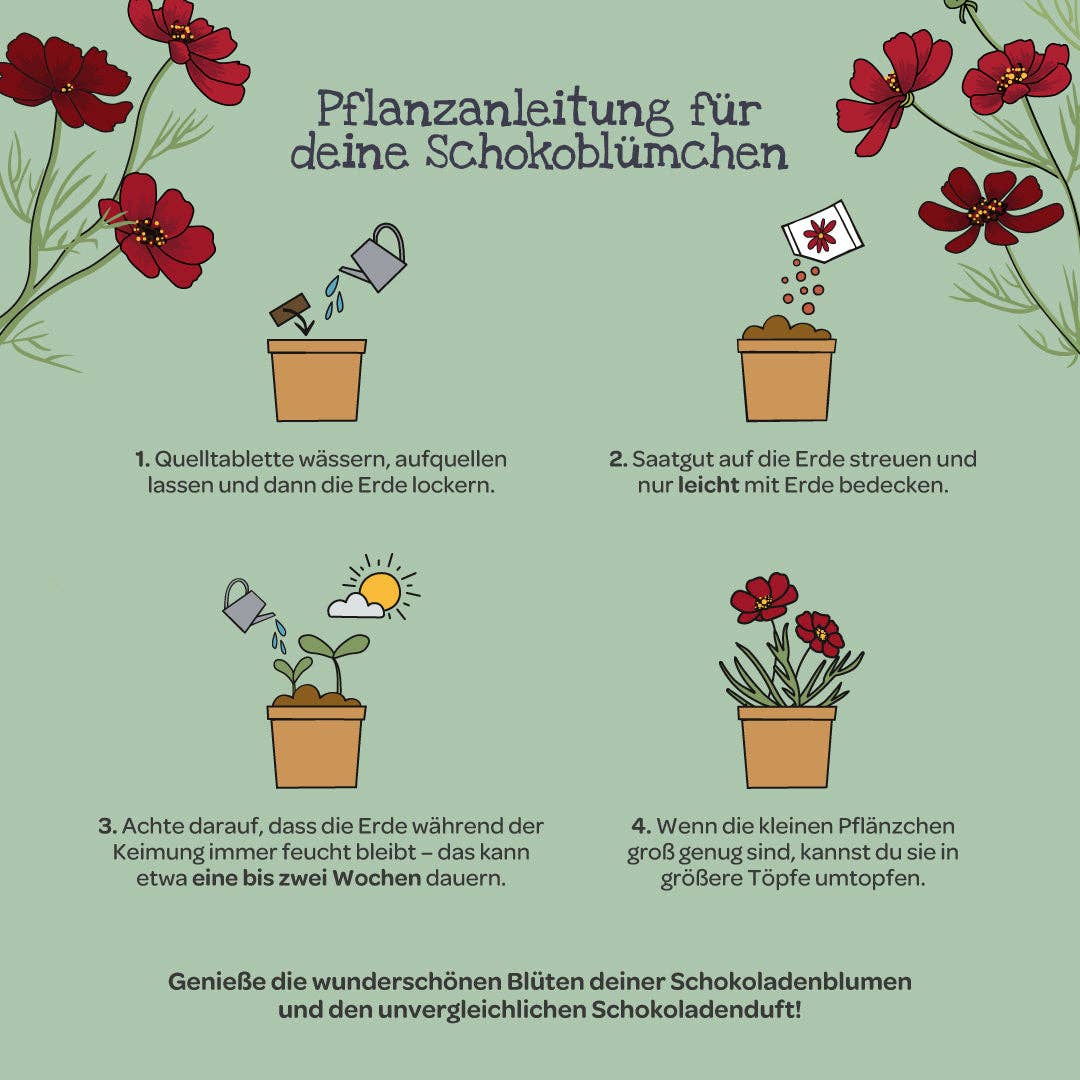 Entdecke das Anzuchtset „Schokoblumen aus dem Becher“ von TDJ Stadtgärtner GmbH: Die beiliegende Pflanzanleitung erklärt in vier Schritten mit passenden Illustrationen, wie du die Quelltablette wässerst, die Samen aussäst, alles feucht hältst und schließlich das Pflänzchen umtopfst. Rote Blüten und dekorative Pflanzen schmücken das Set – eine wunderbare Geschenkidee für Pflanzenfreunde, die ihre eigenen Schokoladenblumen selbst ziehen möchten.