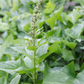 Eine Nahaufnahme einer grünen Pflanze mit spitzen Blättern und einem hohen Stiel, ideal für den Anbau von Piccolo Seeds | Wildkräuter Kollektion "Foraging Wild Herbs" von Piccolo Seeds auf Ihrem Balkon, umgeben von üppigem Laub.
