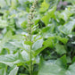 Eine Nahaufnahme von Piccolo Seeds | 'Good King Henry Common' Englisches Quecksilber von Piccolo Seeds zeigt breite, dreieckige grüne Blätter und einen hohen Stängel mit gebündelten Knospen, umgeben von belaubtem Laub - bekannt als Wilder Spinat, der als essbare Pflanze geschätzt wird.
