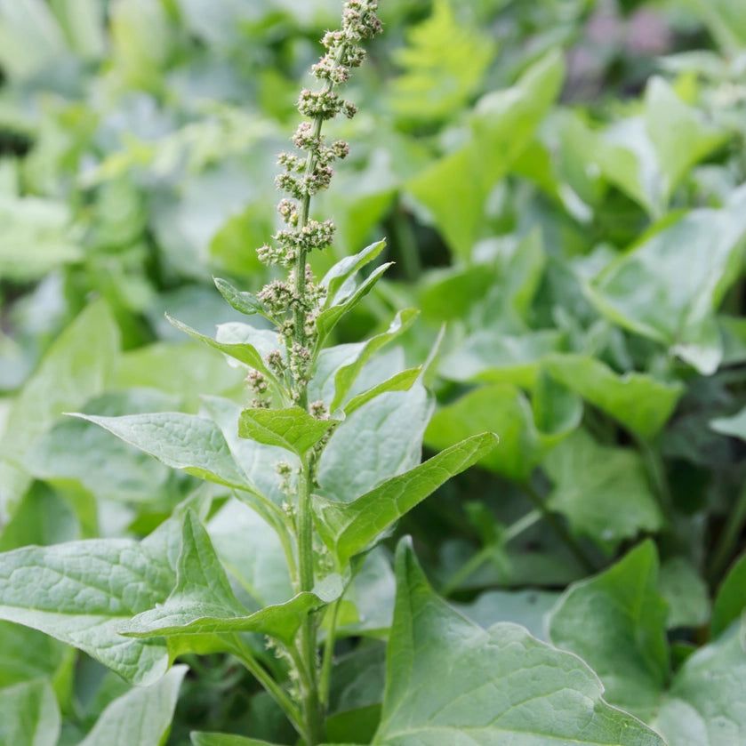 Eine Nahaufnahme von Piccolo Seeds | 'Good King Henry Common' Englisches Quecksilber von Piccolo Seeds zeigt breite, dreieckige grüne Blätter und einen hohen Stängel mit gebündelten Knospen, umgeben von belaubtem Laub - bekannt als Wilder Spinat, der als essbare Pflanze geschätzt wird.