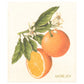 Illustration eines Orangenzweigs mit Blättern, Blüten, einer ganzen und einer halben Orange. Ideal für eine Zero-Waste Küche oder mit More Joy Home 'Orangen' biologisch abbaubares Schwammtuch. In der rechten unteren Ecke steht "MORE JOY".