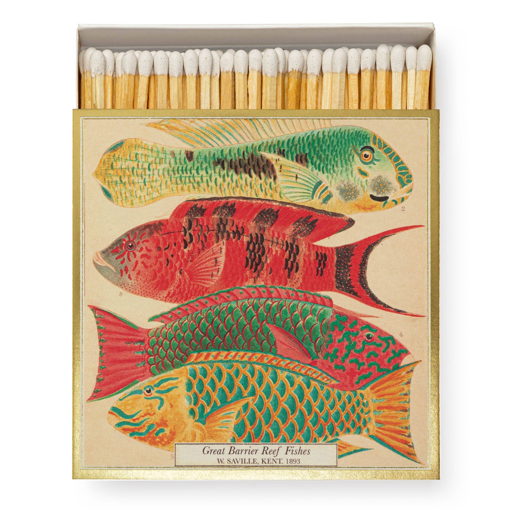 Archivist | 'Fisch' Quadratische Sicherheitsstreichhölzer von Archivist Gallery: Die Schachtel ziert ein buntes Vintage-Motiv "Great Barrier Reef Fishes, W. Saville Kent, 1893"-ein außergewöhnliches Geschenk für Sammler.