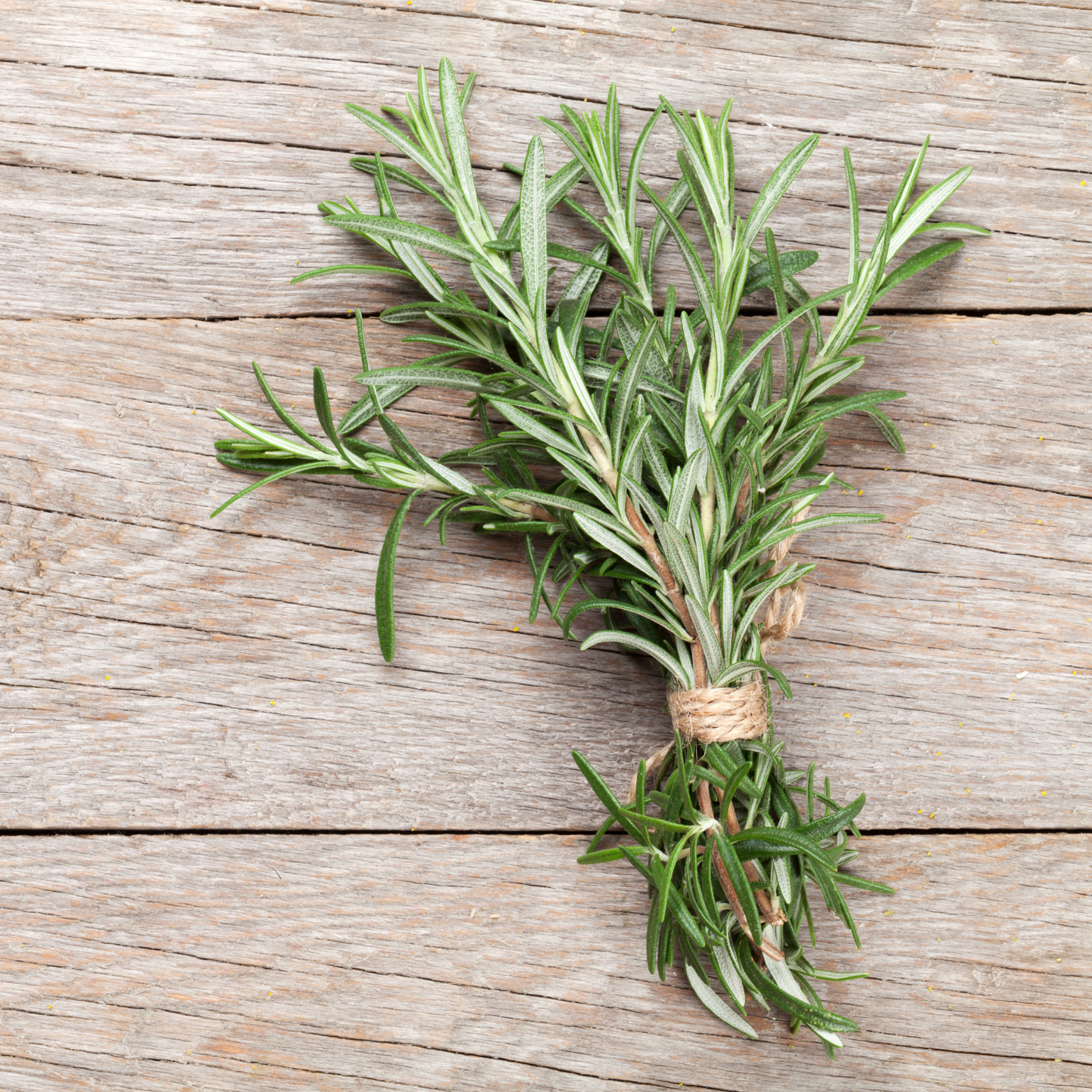 Ein kleines Bündel von Piccolo Seeds | Rosmarin Common Zweige, aus der mediterranen Kräuterfamilie von Piccolo Seeds, mit Bindfaden auf einer rustikalen Holzunterlage gebunden.