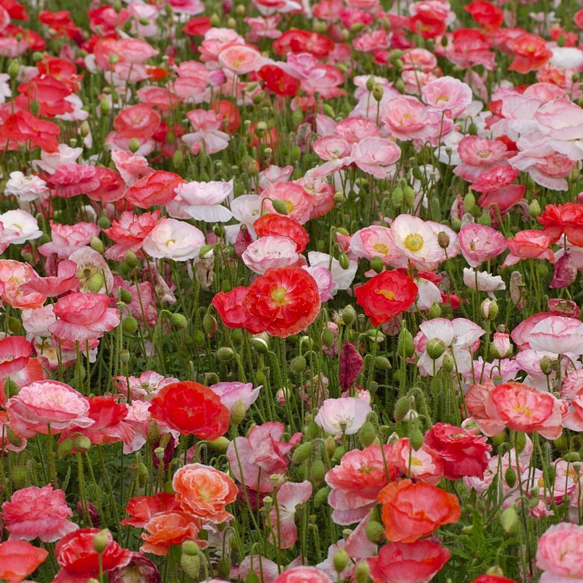 Ein dichtes Feld blühender Mohnblumen in Rot, Rosa und Weiß - mit grünen Stängeln und Knospen - zeigt Blumen, die aus Piccolo Seeds | Alte Blumenwiese von Piccolo Seeds gezogen wurden.