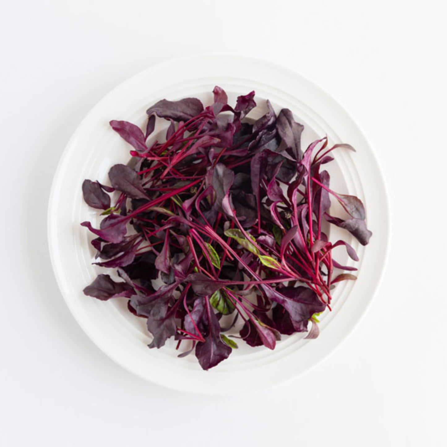 Ein weißer Teller, gefüllt mit frischem Rote-Bete-Bullenblut-Mikrogrün von Piccolo Seeds, einer hitzetoleranten Sorte, angeordnet in einem lockeren Haufen auf weißem Hintergrund.