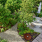 Luftaufnahme einer runden Terrasse mit Korbstühlen und Tisch - die perfekte Inspiration aus "Die schönsten Terrassen und Sitzplätze" vom Callwey Verlag für Ihren Traumgarten, umgeben von üppigem Grün, einem Kiesweg und einer Holzterrasse.