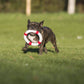 Eine kleine gestromte Französische Bulldogge läuft mit einem LABONI Hundespielzeug Rita Rettungsring im Maul über das Gras. Der Hintergrund ist unscharf und zeigt einen sonnigen Außenbereich.
