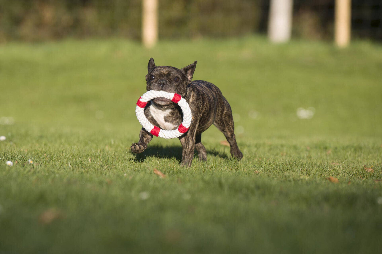 Eine kleine gestromte Französische Bulldogge läuft mit einem LABONI Hundespielzeug Rita Rettungsring im Maul über das Gras. Der Hintergrund ist unscharf und zeigt einen sonnigen Außenbereich.