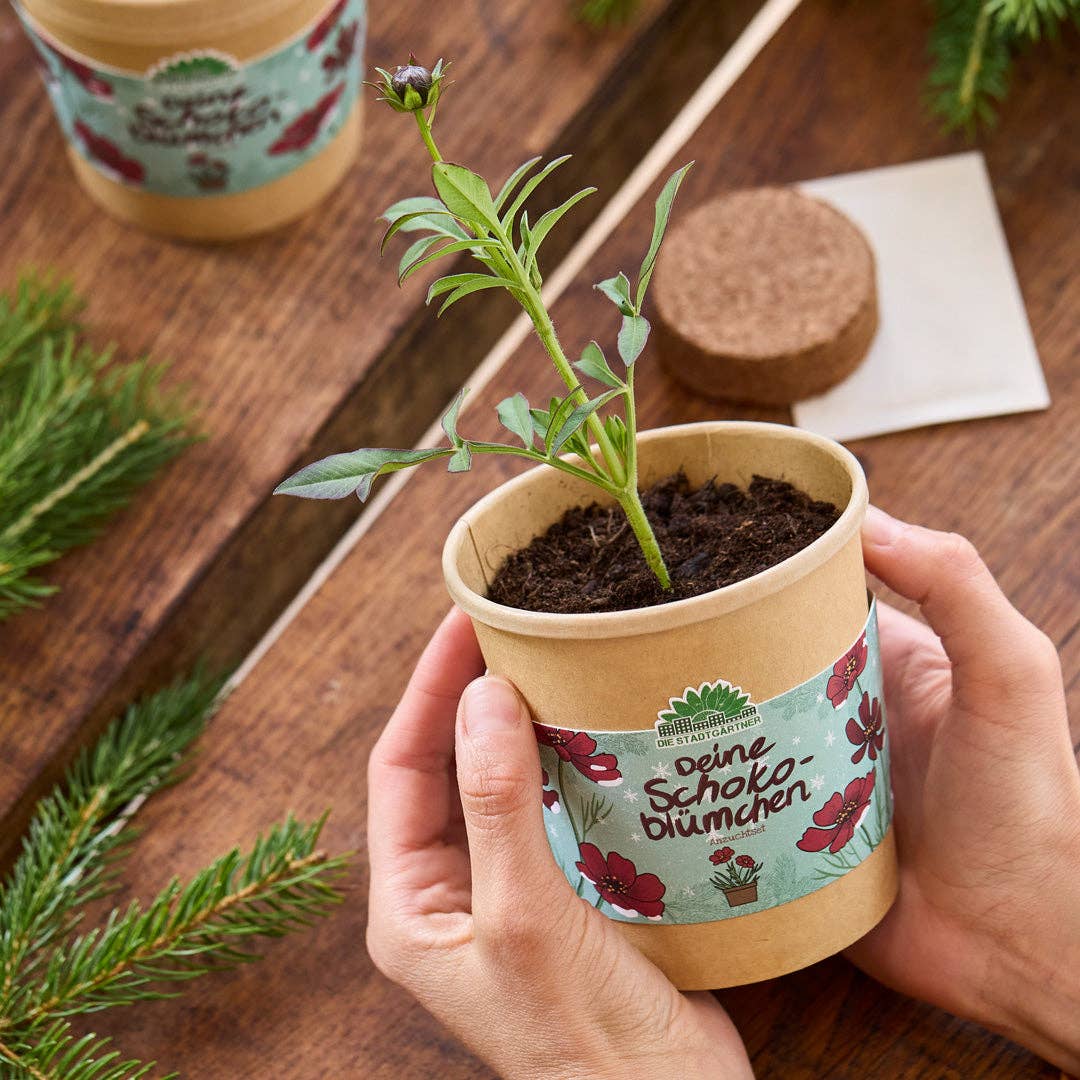 Jemand hält eine kleine, sprießende Pflanze in einem braunen, mit Blumenmustern verzierten Topf auf einem Holztisch, der von Tannenzweigen und Gartengeräten umgeben ist – das perfekte Geschenk für Pflanzenliebhaber: das Anzuchtset „Schokoblumen aus dem Becher“ von TDJ Stadtgärtner GmbH.