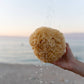 Eine Hand hält den Croll & Denecke | Nachhaltiger Naturschwamm aus dem Meer S am Strand, Wasser tropft herab. Im Hintergrund glitzert das Meer unter pastellfarbenem Himmel - ideal für nachhaltige Pflege und luxuriöses Duschen.