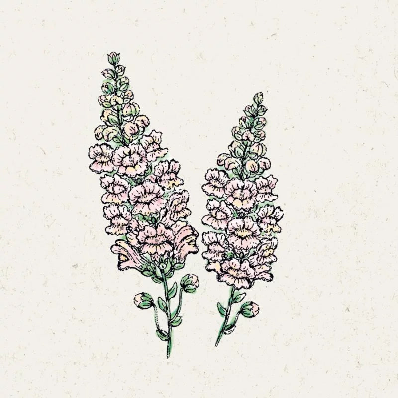 Illustration von zwei rosafarbenen und weißen Antirrhinum majus 'Costa Silver' (Löwenmäulchen) mit zartrosa Blüten und grünen Stängeln von Jora Dahl, dargestellt auf einem hellen, strukturierten Hintergrund.