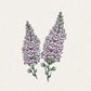 Eine handgezeichnete Illustration von Jora Dahl zu Antirrhinum majus 'Summer Lavender' (Löwenmäulchen) zeigt zwei lavendelfarbene Blütenähren mit hellvioletten Blüten und grünen Stängeln auf einem cremefarbenen Hintergrund.