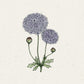 Zarte Illustration von Jora Dahl | Didiscus caeruleus 'Lace Pink' (Blaudolde) mit zwei runden, rosafarbenen Blüten, die aus winzigen Blüten, zwei Knospen und gelappten grünen Blättern bestehen - ideal als duftende Schnittblumen auf einem strukturierten hellen Hintergrund.