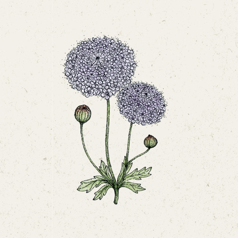 Zarte Illustration von Jora Dahl | Didiscus caeruleus 'Lace Pink' (Blaudolde) mit zwei runden, rosafarbenen Blüten, die aus winzigen Blüten, zwei Knospen und gelappten grünen Blättern bestehen - ideal als duftende Schnittblumen auf einem strukturierten hellen Hintergrund.