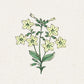 Eine einfache Illustration von Jora Dahl | Nicotiana alata 'Lime Green' (Ziertabak) zeigt eine blühende Pflanze mit blassgelben, sternförmigen Blüten und grünen Blättern auf einem hellen, strukturierten Hintergrund.