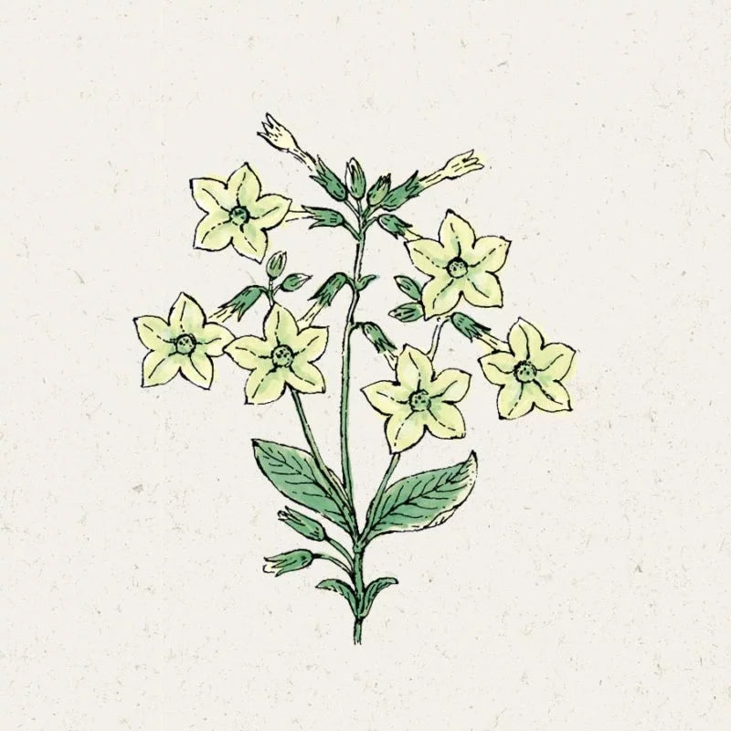 Eine einfache Illustration von Jora Dahl | Nicotiana alata 'Lime Green' (Ziertabak) zeigt eine blühende Pflanze mit blassgelben, sternförmigen Blüten und grünen Blättern auf einem hellen, strukturierten Hintergrund.