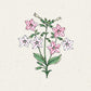 Eine handgezeichnete Illustration von Jora Dahl | Nicotiana mutabilis 'Marshmallow' (Blütentabak), die grüne Blätter und rosa-weiße Blüten auf einem hellbeigen Hintergrund zeigt - ideal als Schnittblume für Ihr Haus oder Ihren Garten.