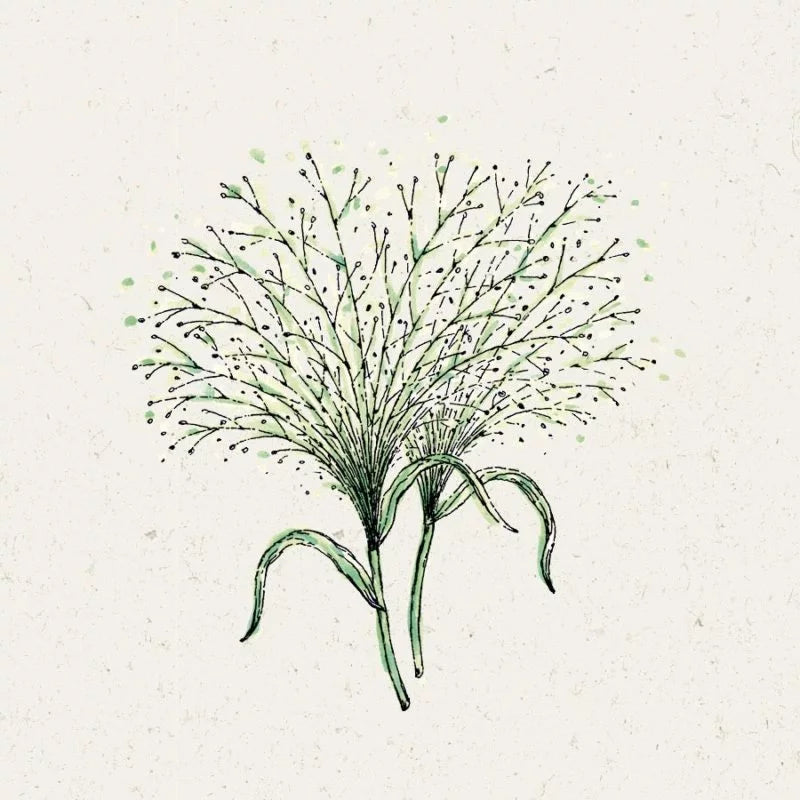 Eine zarte, handgezeichnete Illustration von zwei grünen Jora Dahl Panicum virgatum 'Fontaine' (Rutenhirse) Pflanzen mit wuscheligen Stängeln und Punkten auf einem leicht strukturierten Hintergrund - perfekt für Liebhaber von Ziergräsern.