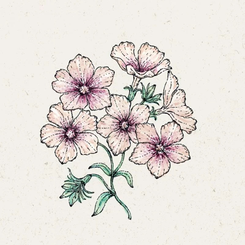 Zarte Illustration von sechs hellrosa Jora Dahl | Phlox drummondii 'Crème Brûlée' (Sommerphlox) Blüten mit grünen Stängeln und Blättern, gezeichnet mit feinen Linien auf einem strukturierten cremefarbenen Hintergrund. Jede Blüte hat fünf Blütenblätter und ist zart rosa schattiert.