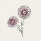 Eine handgezeichnete Illustration von zwei Jora Dahl | Helichrysum bracteatum 'Silvery Rose' (Strohblume) von Jora Dahl, die ihre rosafarbenen, gänseblümchenartigen Blütenblätter und grünen Stängel und Blätter auf einem hellen, strukturierten Hintergrund zeigt.