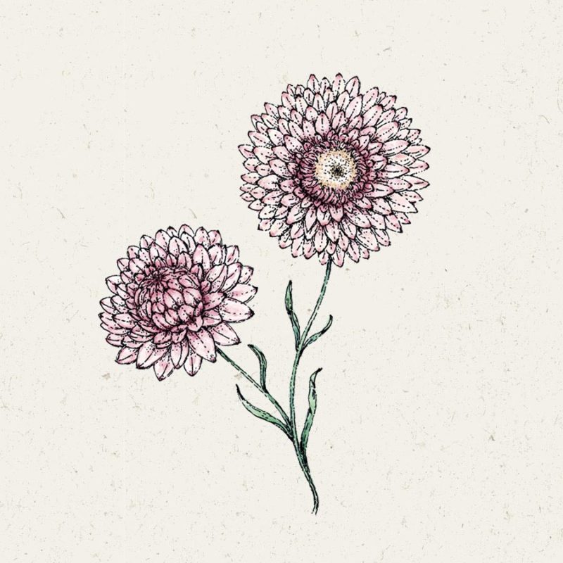 Eine handgezeichnete Illustration von zwei Jora Dahl | Helichrysum bracteatum 'Silvery Rose' (Strohblume) von Jora Dahl, die ihre rosafarbenen, gänseblümchenartigen Blütenblätter und grünen Stängel und Blätter auf einem hellen, strukturierten Hintergrund zeigt.