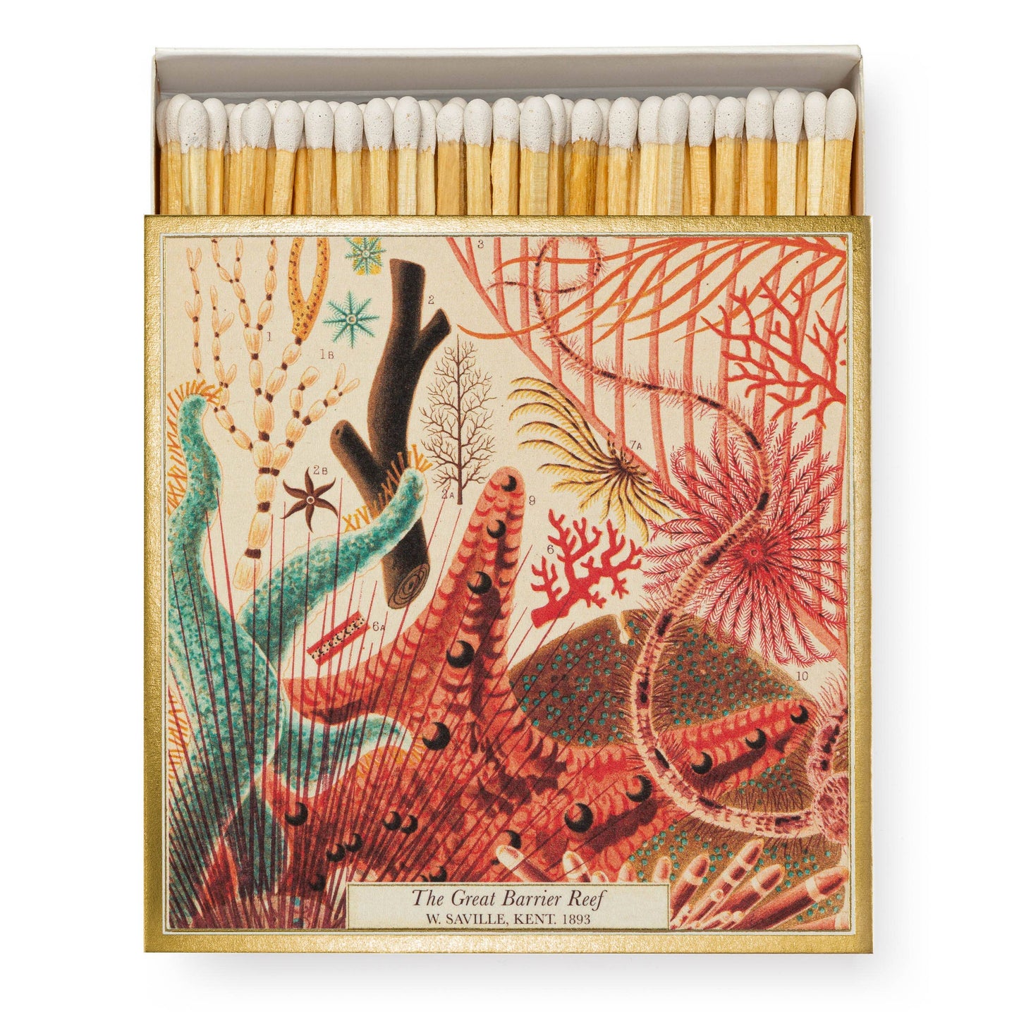 Die Archivist | 'Great Barrier Reef' Quadratische Streichhölzer von Archivist Gallery zeigen die Meereskunst von W. Saville Kent aus dem Jahr 1893 - ein einzigartiges Geschenk im Vintage-Stil oder ein sammelwürdiger Dekorationsakzent für Ihr Zuhause.