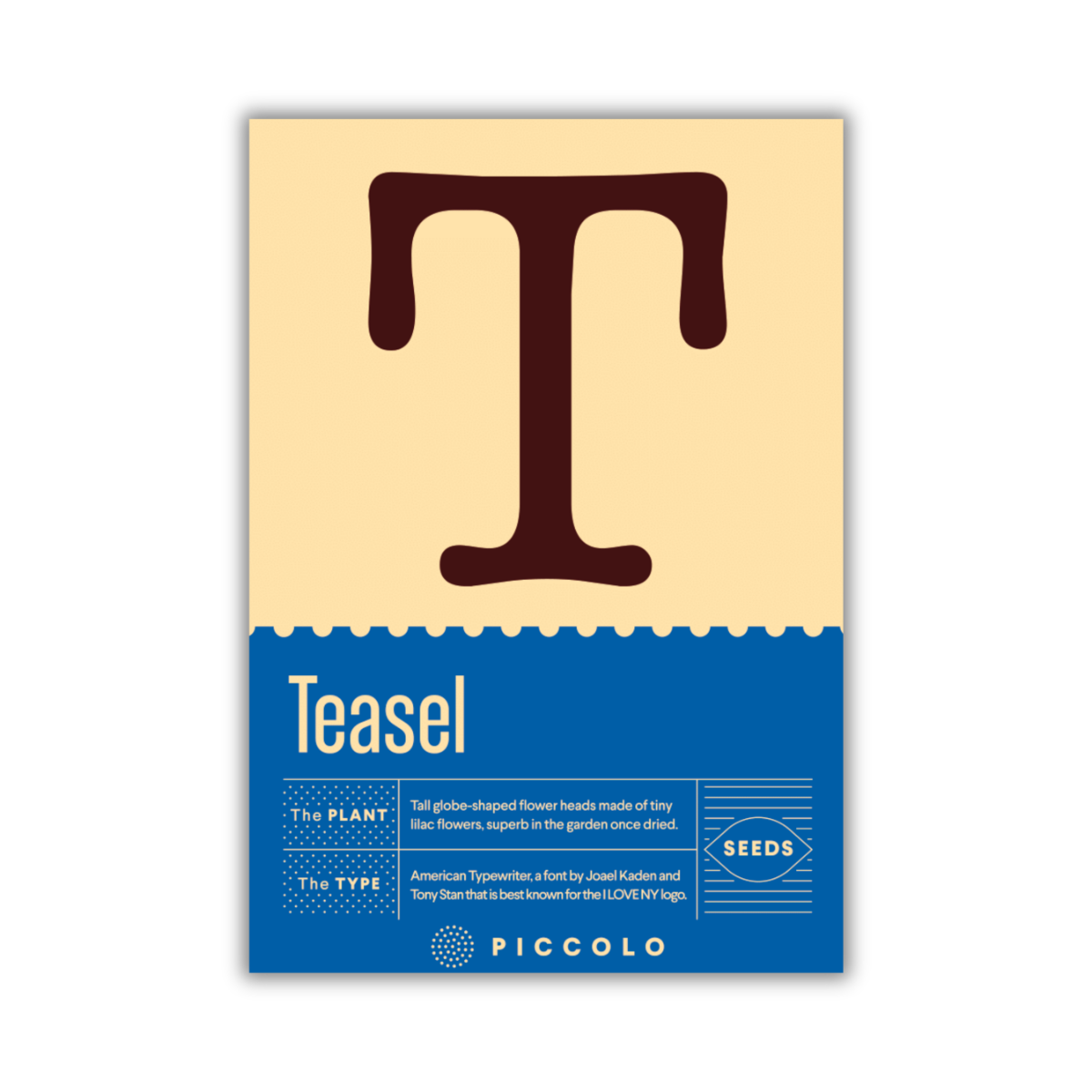 Die Piccolo Seeds - T | 'Teasel' Karde Packung von Piccolo Seeds hat ein großes braunes "T" auf beige, mit "Teasel (Dipsacus sativus)" darunter und Pflanztipps auf blau, die hohe kugelförmige Blütenköpfe mit lila Blüten zeigen.