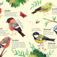 Eine Seite aus Usborne Minis | Naturführer Vögel mit 60 Stickern (dtv Verlag) zeigt Stieglitz, Grünfink, Buchfink, Gimpel, Blaumeise und Kohlmeise mit deutschen Beschreibungen inmitten von Pflanzen, Schmetterlingen und einer Biene.