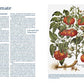 Eine Buchseite aus "Tomatenlust | Die Geheimnisse der Tomatenpioniere" vom Haupt Verlag: Links der deutsche Text, rechts die botanische Abbildung einer Tomatenpflanze mit reifen Früchten, grünen Blättern, Blüten und Wurzeln.