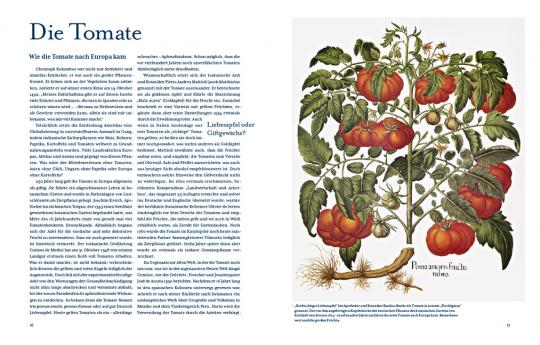 Eine Buchseite aus "Tomatenlust | Die Geheimnisse der Tomatenpioniere" vom Haupt Verlag: Links der deutsche Text, rechts die botanische Abbildung einer Tomatenpflanze mit reifen Früchten, grünen Blättern, Blüten und Wurzeln.