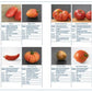 Eine Katalogseite für "Tomatenlust | Die Geheimnisse der Tomatenpioniere" (Haupt Verlag) präsentiert acht Tomatensorten mit Fotos, deutschen Beschreibungen von Namen, Formen, Farben sowie Tipps zu Anbau und Pflege.