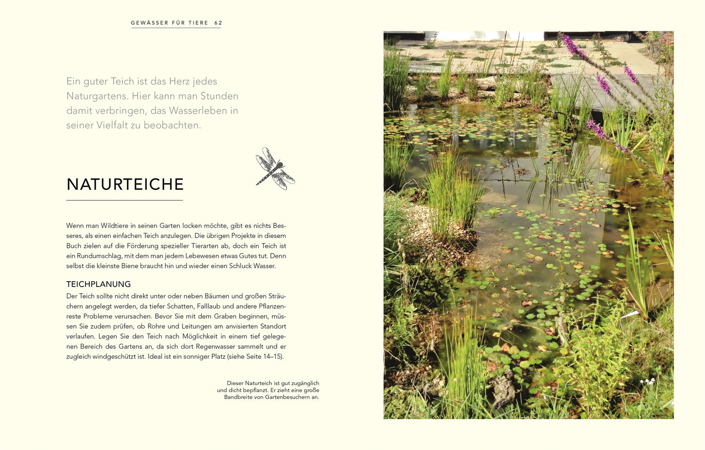 Ein klarer Gartenteich mit Seerosenblättern, Gräsern und lilafarbenen Blumen schafft eine wilde, natürliche Atmosphäre - eine inspirierende Szene aus "Wildnis im Garten | Natürlich schön statt künstlich angelegt!" vom DK Verlag. Informationen zum Naturteich finden Sie auf der linken Seite.