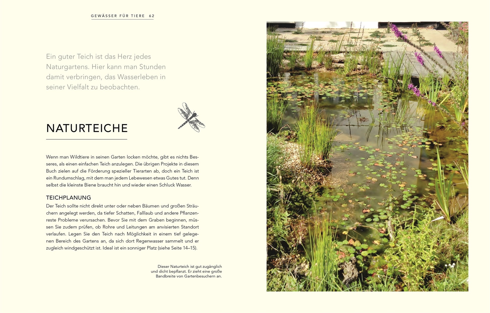 Ein klarer Gartenteich mit Seerosenblättern, Gräsern und lilafarbenen Blumen schafft eine wilde, natürliche Atmosphäre - eine inspirierende Szene aus "Wildnis im Garten | Natürlich schön statt künstlich angelegt!" vom DK Verlag. Informationen zum Naturteich finden Sie auf der linken Seite.