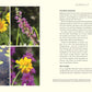 Vier beschriftete Fotos für Wildnis im Garten (DK Verlag): A-orangefarbener Schmetterling auf gelber Blüte, B-violette Blüten mit grünen Stängeln, C-gelb-grüne Wasserpflanzen, D-Traube aus kleinen gelben Blüten. Text und Pflanzenliste erscheinen rechts.