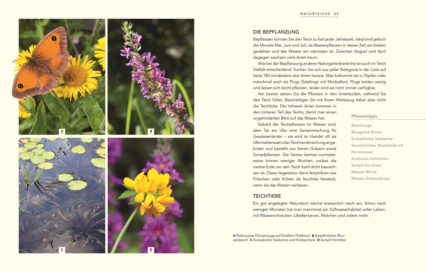 Vier beschriftete Fotos für Wildnis im Garten (DK Verlag): A-orangefarbener Schmetterling auf gelber Blüte, B-violette Blüten mit grünen Stängeln, C-gelb-grüne Wasserpflanzen, D-Traube aus kleinen gelben Blüten. Text und Pflanzenliste erscheinen rechts.