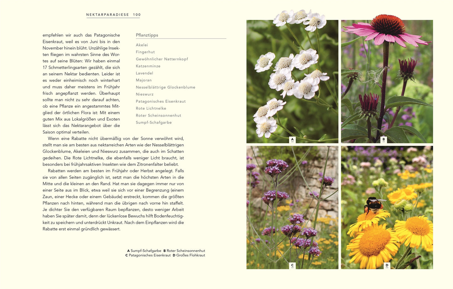 Eine deutsche Seite aus "Wildnis im Garten | Natürlich schön statt künstlich angelegt!" vom DK Verlag gibt Tipps zum wilden Gärtnern und zeigt vier beschriftete Fotos von nektarreichen Blüten - weiß, rosa-lila, lavendel und gelb -, die teilweise von Bienen oder Schmetterlingen besucht werden.