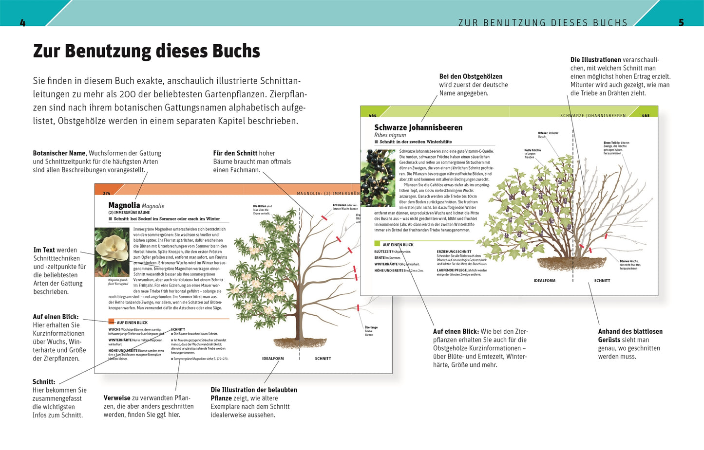 Das Buch "Gartenwissen Pflanzenschnitt" aus dem DK Verlag zeigt Diagramme, Schnittanleitungen und Tipps zum Bestimmen und Schneiden von 195 Zierpflanzen und 19 Obstbäumen, mit detaillierten, beschrifteten Zeichnungen in deutscher Sprache.