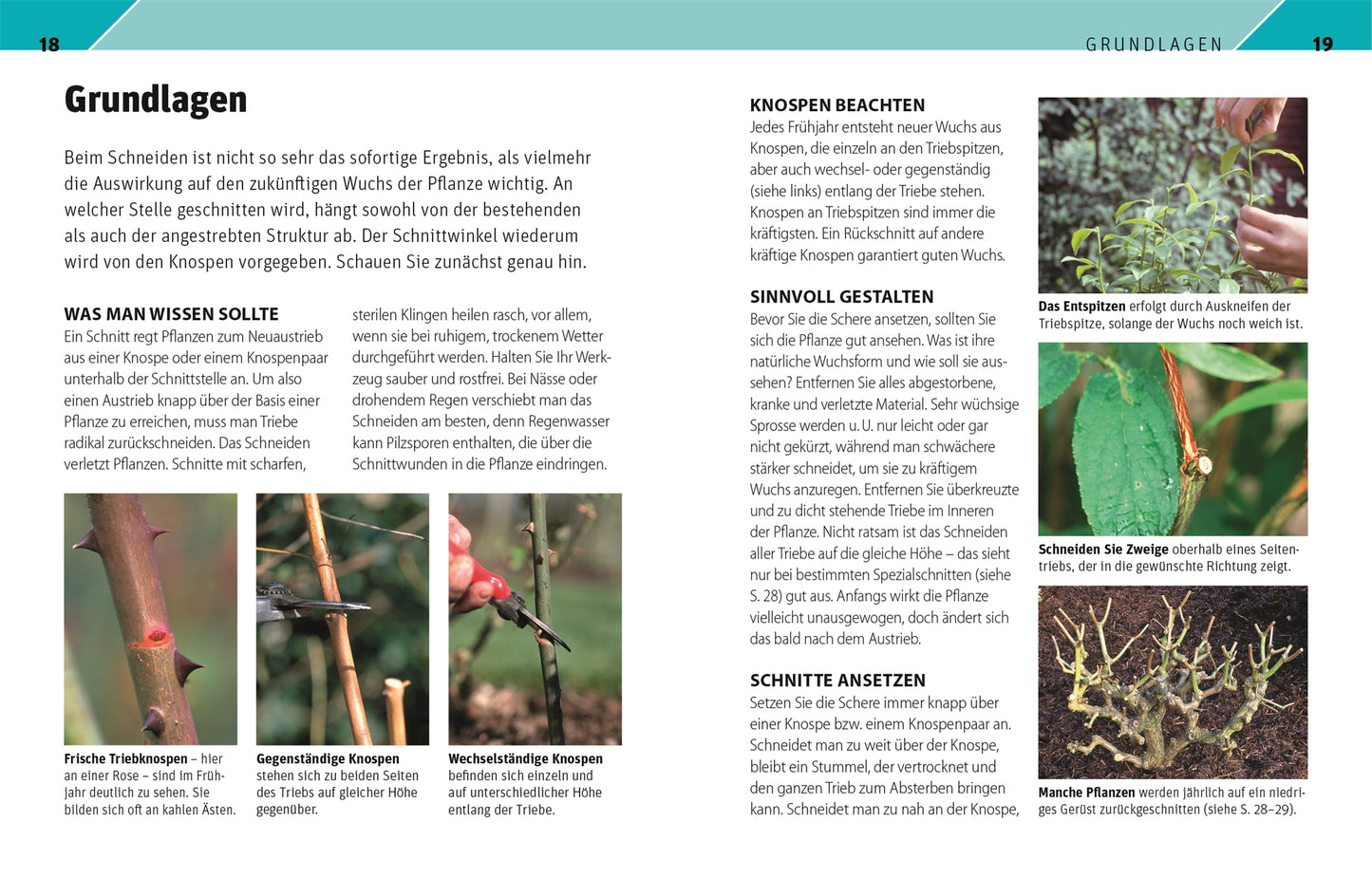 Das Buch "Gartenwissen Pflanzenschnitt | 195 Zierpflanzen und 19 Obstgehölze richtig schneiden" aus dem DK Verlag bietet Schritt-für-Schritt-Anleitungen mit Fotos und übersichtlichen Anleitungen zum Beschneiden von Gartenpflanzen in deutscher Sprache.
