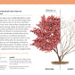 Diagramm eines sommerlichen Acer-Baums mit roten Blättern: links die Idealform, rechts der Rückschnitt, basierend auf "Gartenwissen Pflanzenschnitt" vom DK Verlag. In den Textkästen finden Sie Tipps zu Wachstum und Schnitt sowie Anleitungen für 195 Zierpflanzen und 19 Obstpflanzen.