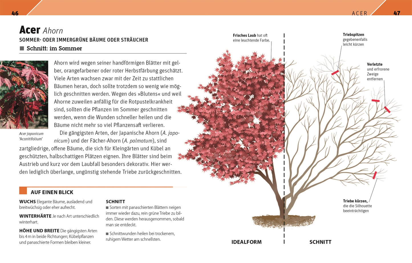 Diagramm eines sommerlichen Acer-Baums mit roten Blättern: links die Idealform, rechts der Rückschnitt, basierend auf "Gartenwissen Pflanzenschnitt" vom DK Verlag. In den Textkästen finden Sie Tipps zu Wachstum und Schnitt sowie Anleitungen für 195 Zierpflanzen und 19 Obstpflanzen.