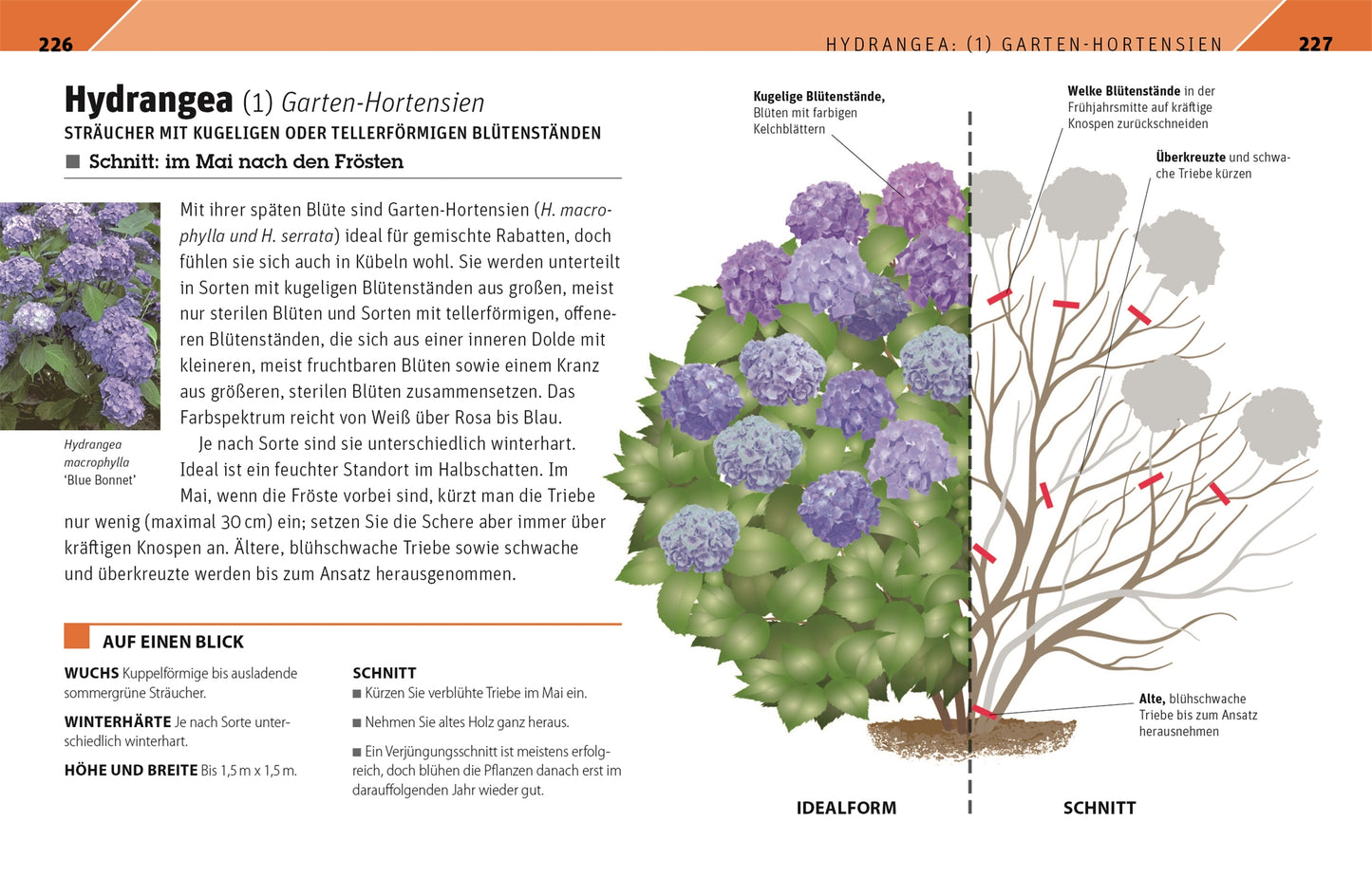 Ein bebilderter Ratgeber aus dem "Gartenwissen Pflanzenschnitt" des DK Verlags zeigt Schritt für Schritt den Schnitt von Hortensien, mit einem blühenden Strauch und ausführlichen Schnittanleitungen, mit deutschen Pflegetipps für 195 Zier- und 19 Obstpflanzen.